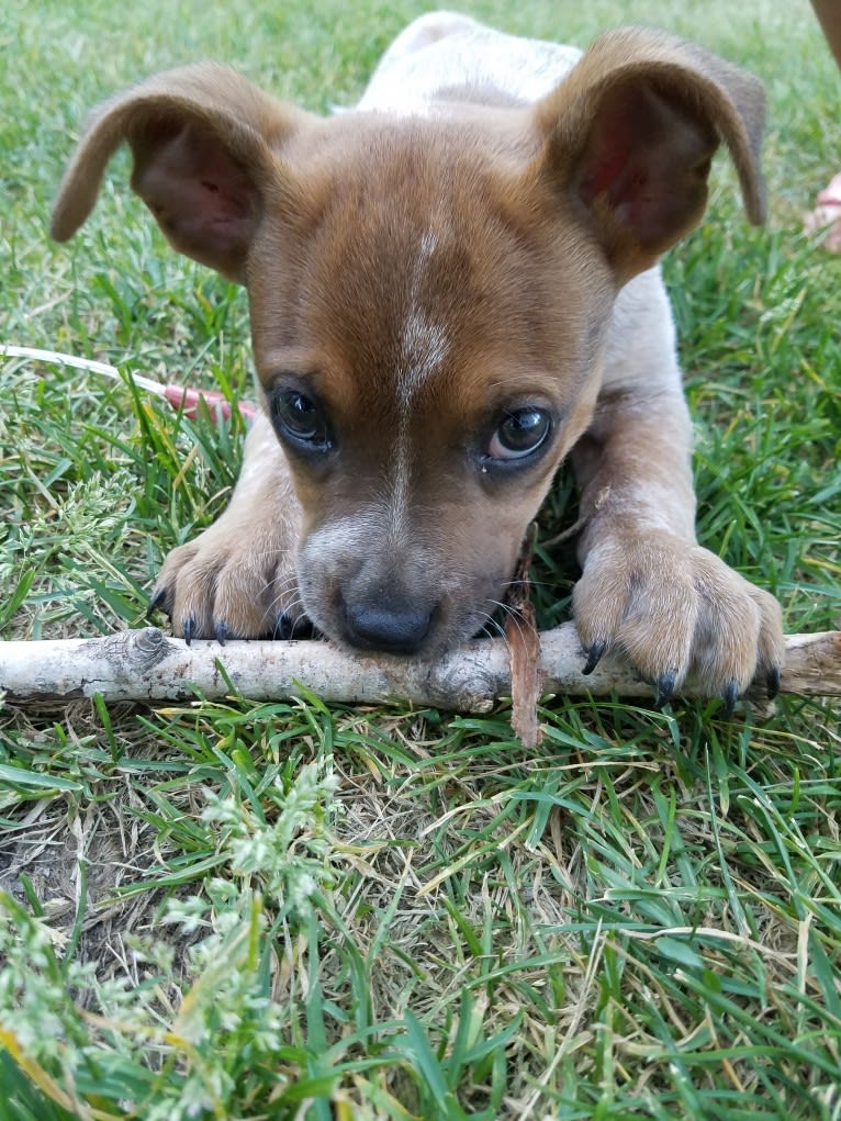 Tulsa Bleu, an Australian Cattle Dog and American Pit Bull Terrier mix tested with EmbarkVet.com