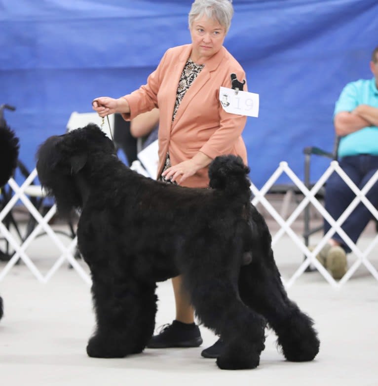 Bram- Orion's Black Star Tara's Sarja, a Black Russian Terrier tested with EmbarkVet.com