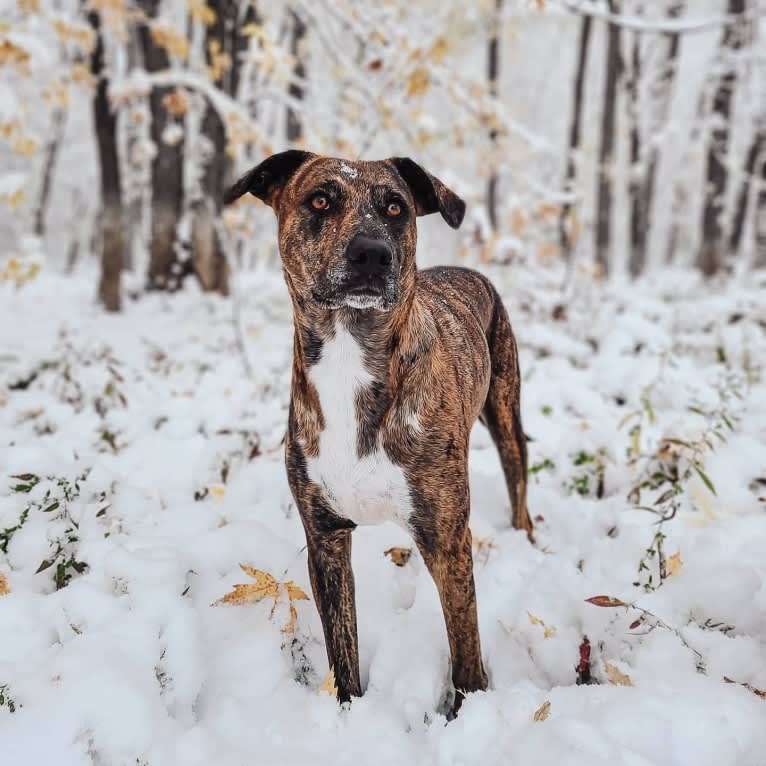 Wren, a Catahoula Leopard Dog and Rottweiler mix tested with EmbarkVet.com