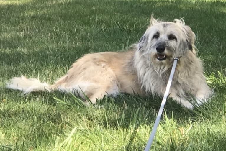 Charybdis, an Arabian Village Dog tested with EmbarkVet.com