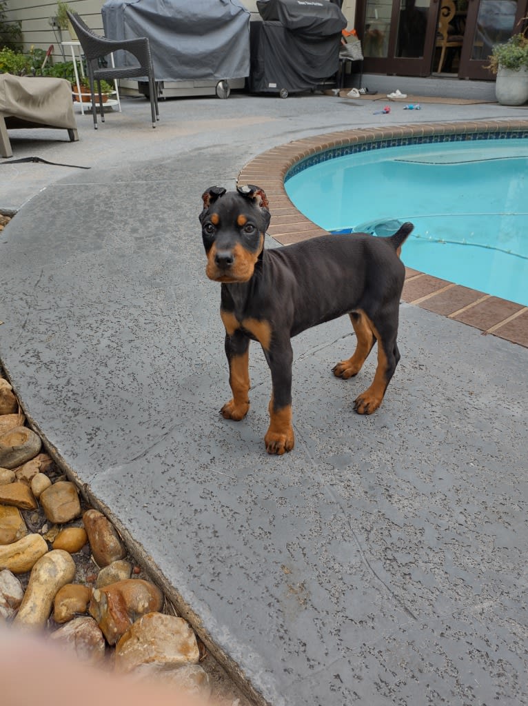 Sappho-raptor, a Doberman Pinscher tested with EmbarkVet.com