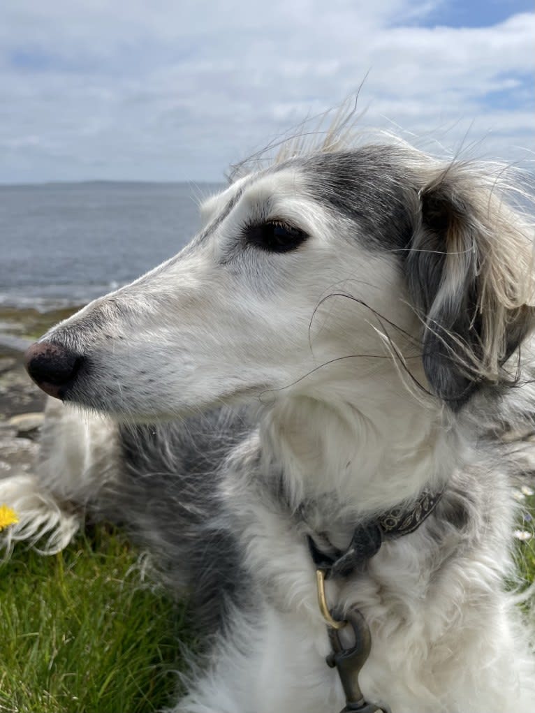 Petra, a Saluki and Greyhound mix tested with EmbarkVet.com