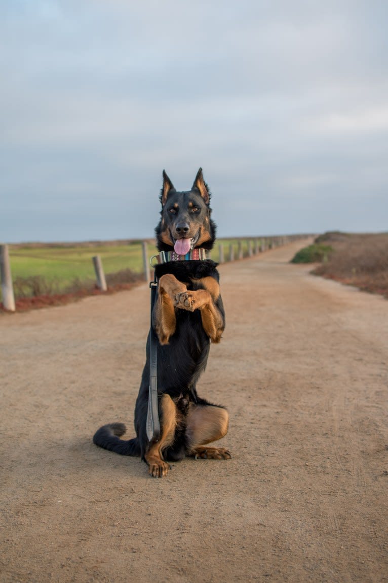 Atreyu, a Beauceron tested with EmbarkVet.com