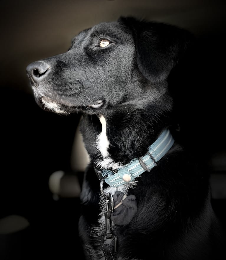 Luc, a Labrador Retriever and Australian Shepherd mix tested with EmbarkVet.com