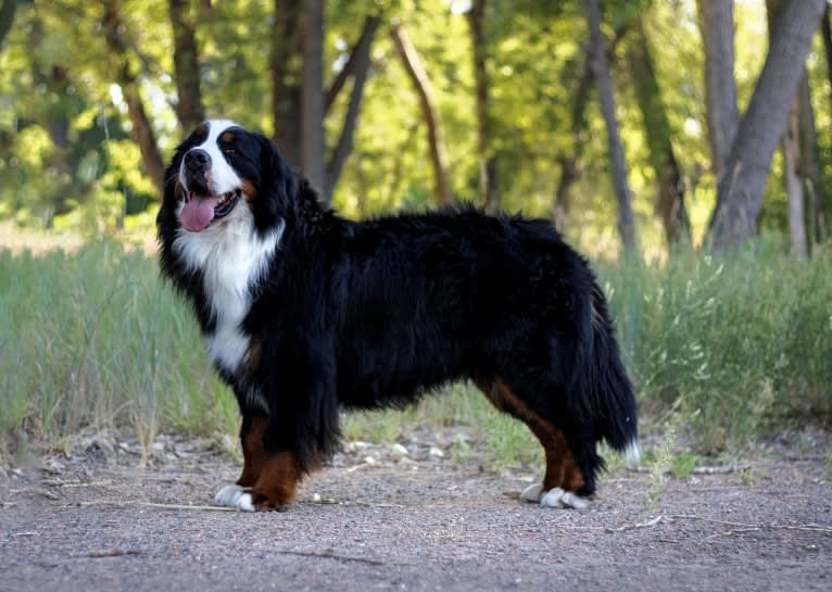 Ulysses, a Bernese Mountain Dog tested with EmbarkVet.com