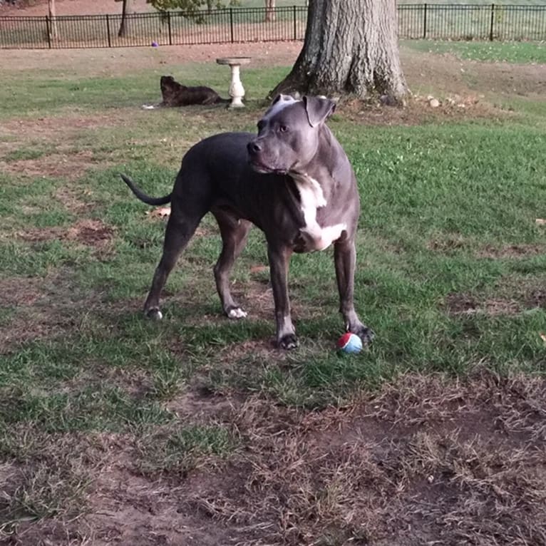 Wallace, a Staffordshire Terrier tested with EmbarkVet.com