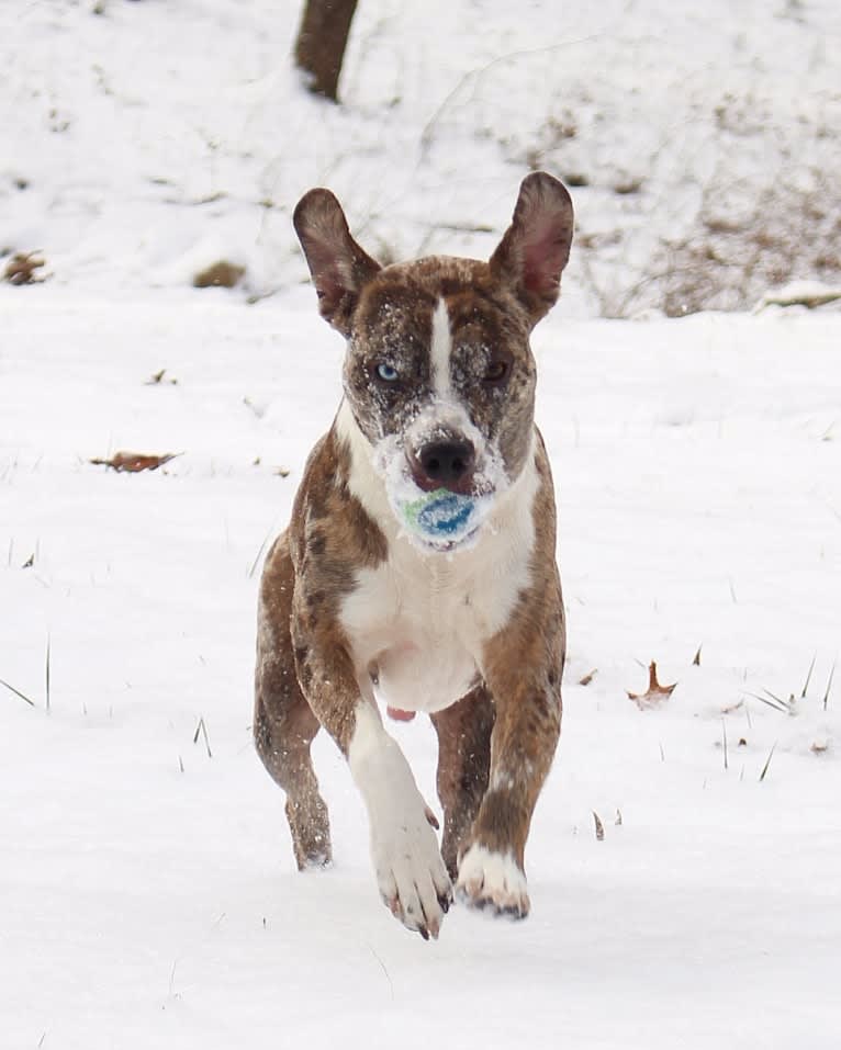 Hammer, a Boston Terrier and Australian Cattle Dog mix tested with EmbarkVet.com