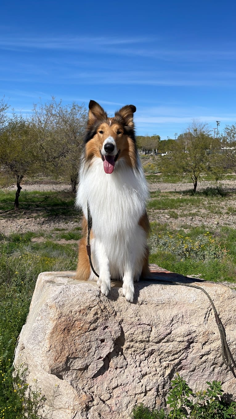 Greer, a Collie tested with EmbarkVet.com