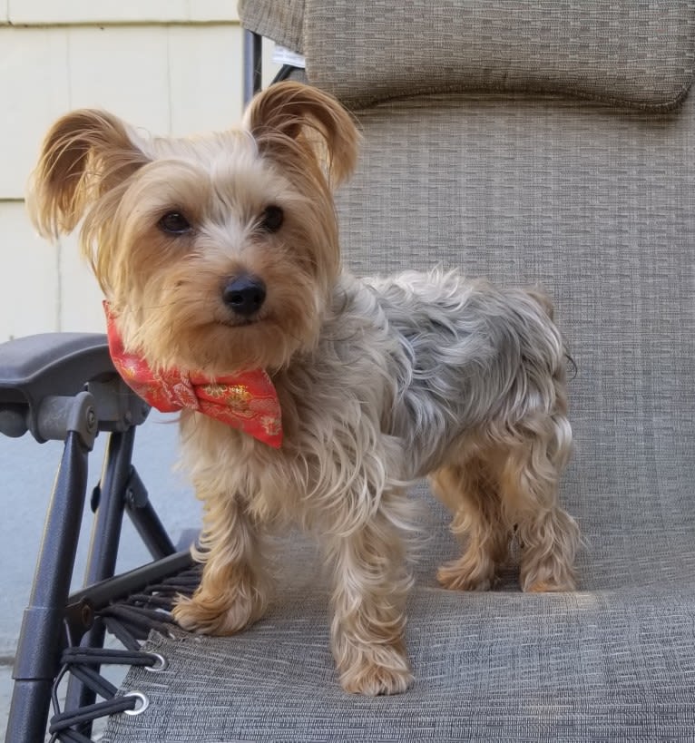 Eva, a Yorkshire Terrier tested with EmbarkVet.com