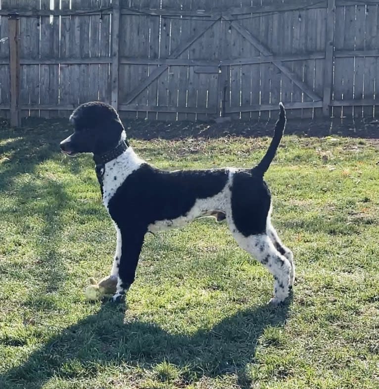 Archie, a Poodle tested with EmbarkVet.com