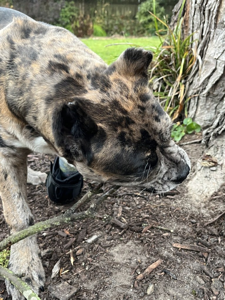 Oreo, a Bulldog and Boxer mix tested with EmbarkVet.com