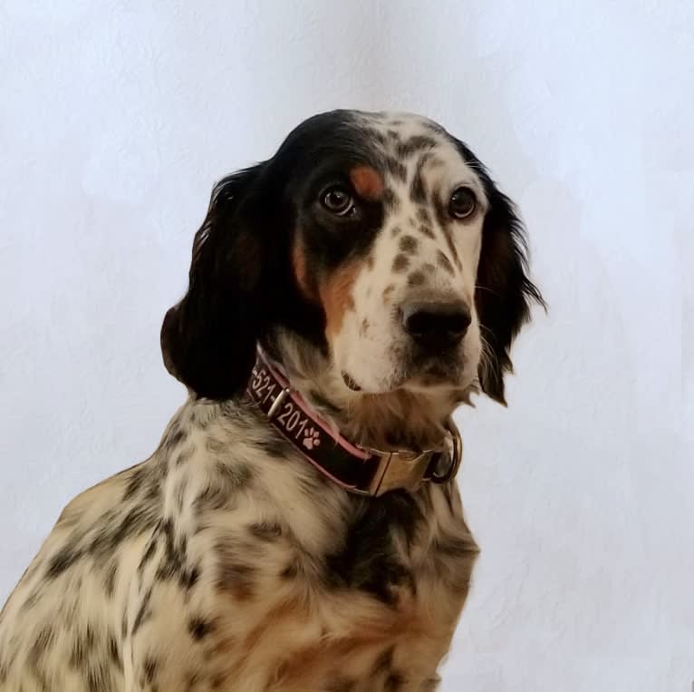 Shelby, a Llewellin Setter tested with EmbarkVet.com