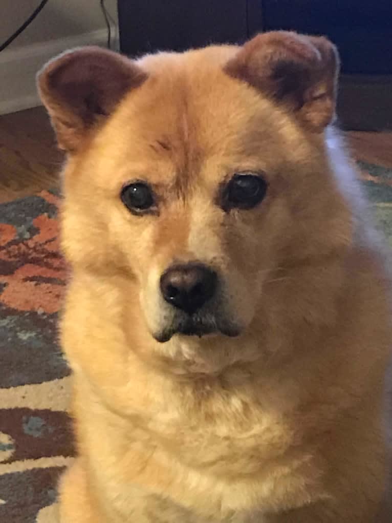 Kashmir, a Chow Chow and Russell-type Terrier mix tested with EmbarkVet.com