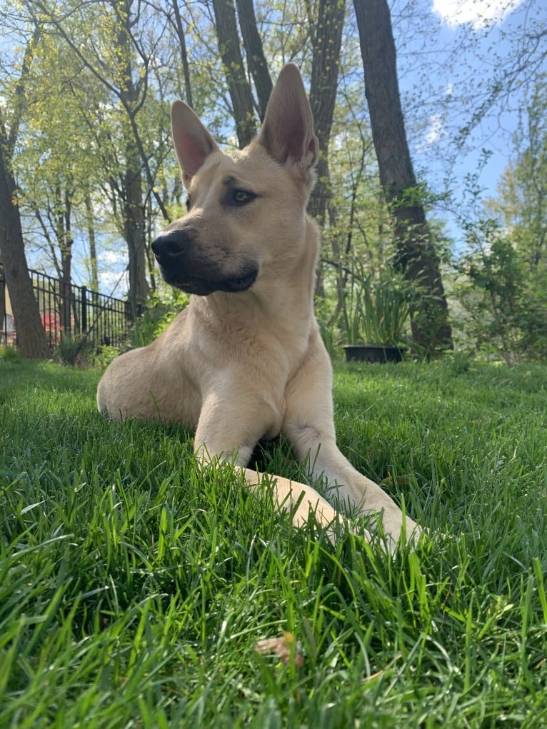 Leo, a Chow Chow and American Pit Bull Terrier mix tested with EmbarkVet.com