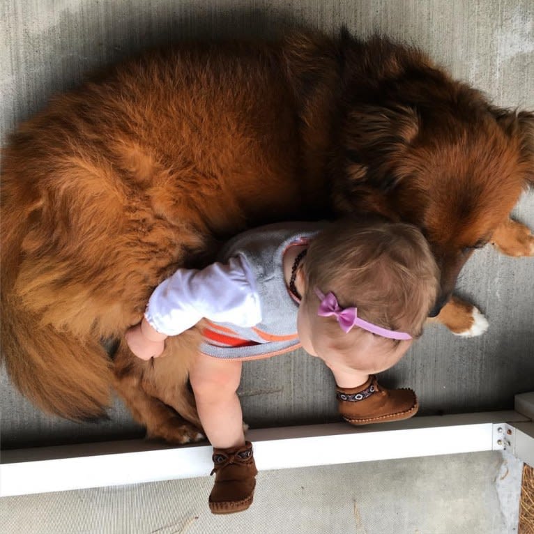 Alice Bear, a Chow Chow and Labrador Retriever mix tested with EmbarkVet.com