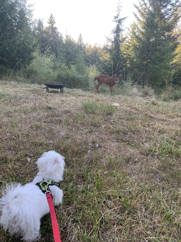 Oz, a Bichon Frise tested with EmbarkVet.com