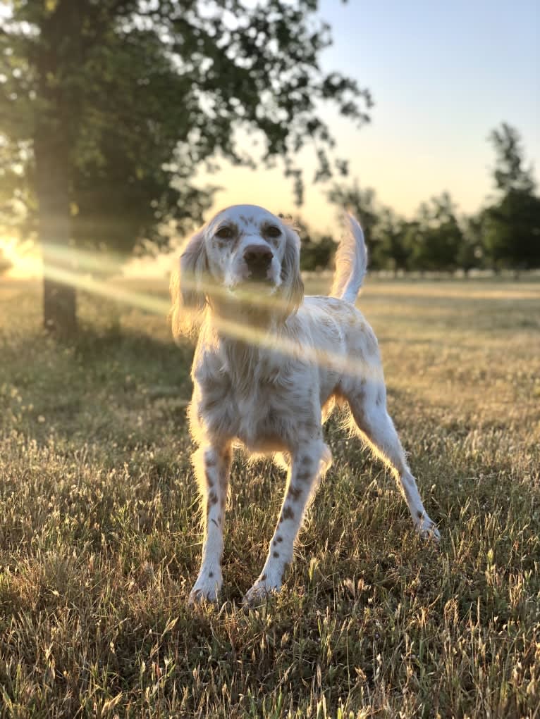 Argus, a Llewellin Setter tested with EmbarkVet.com