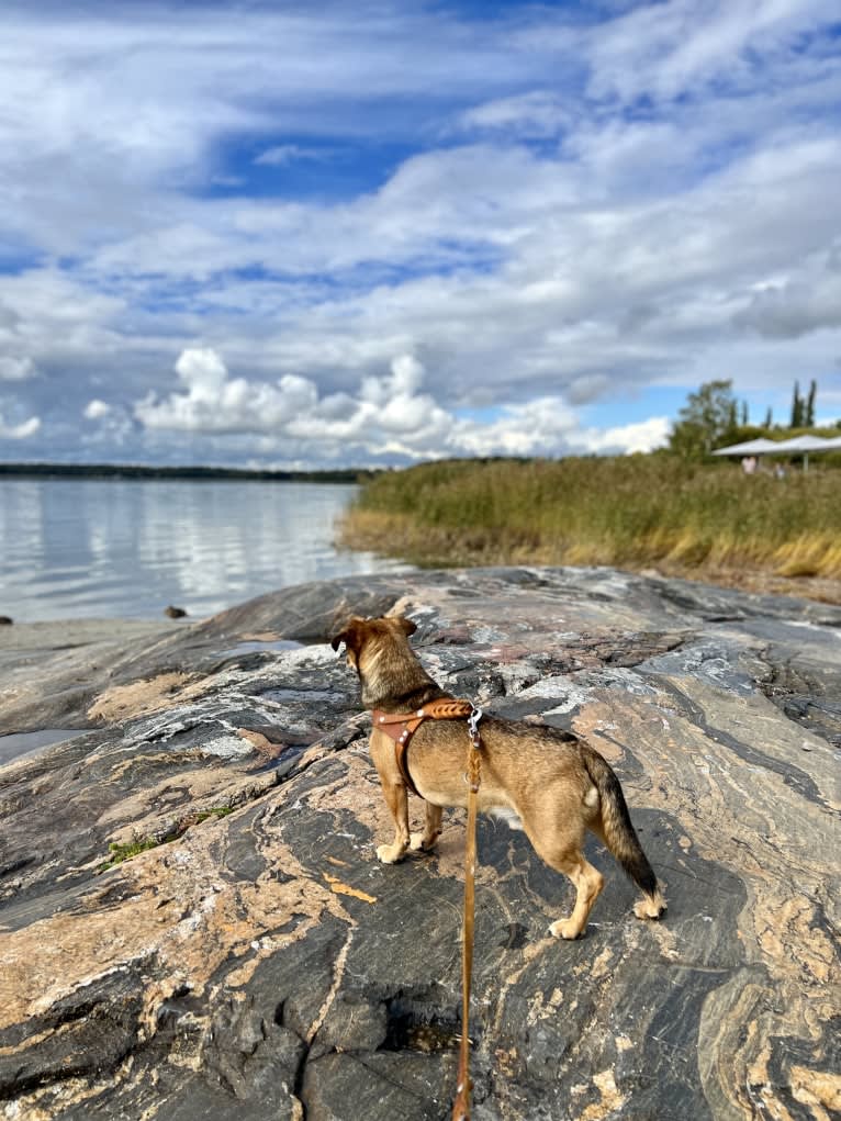 Topolino, an Eastern European Village Dog tested with EmbarkVet.com