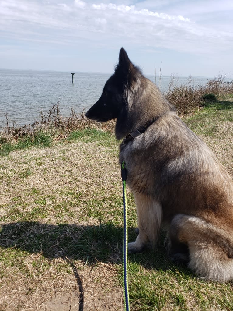 Valkerjia, a Belgian Shepherd tested with EmbarkVet.com