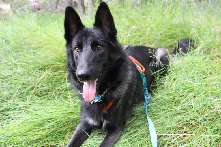 Ame, a Belgian Sheepdog and German Shepherd Dog mix tested with EmbarkVet.com