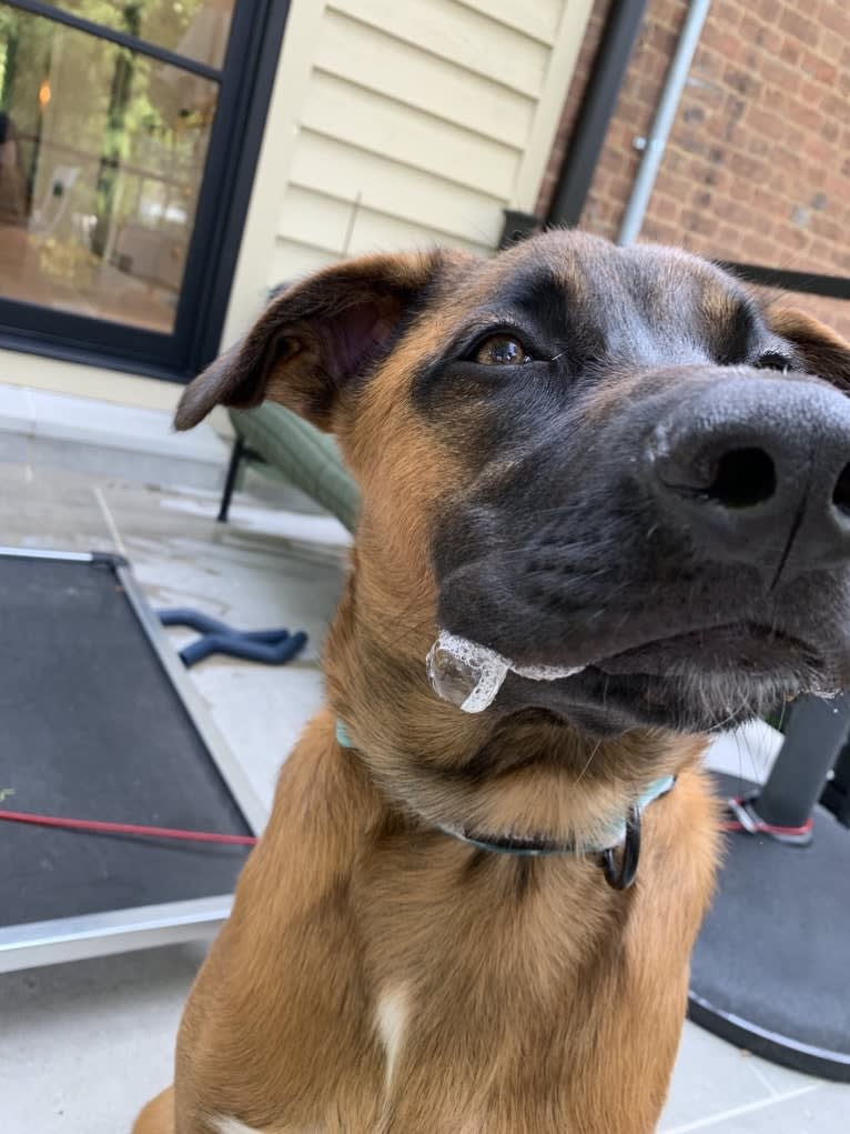 Alpheus, an American Village Dog and German Shepherd Dog mix tested with EmbarkVet.com