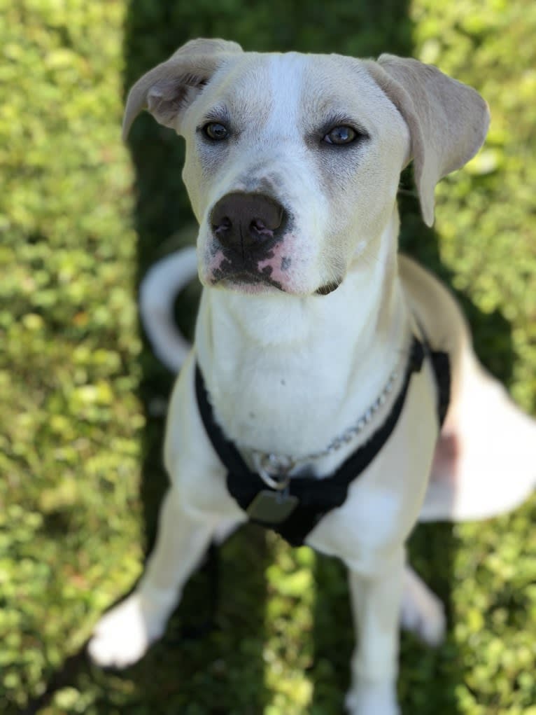 Alabama, an American Pit Bull Terrier and Labrador Retriever mix tested with EmbarkVet.com