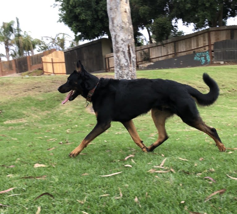 Atreyu, a Beauceron tested with EmbarkVet.com