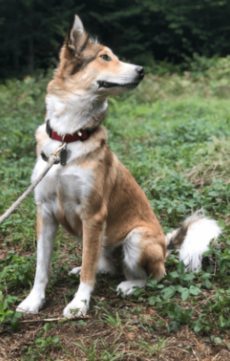 Foxy, an Arabian Village Dog tested with EmbarkVet.com