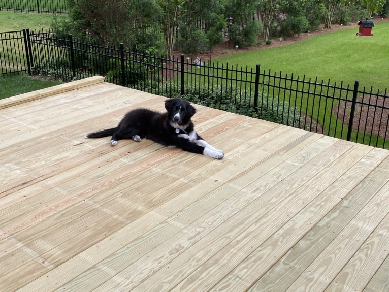 Bowie, a Great Pyrenees and Australian Shepherd mix tested with EmbarkVet.com