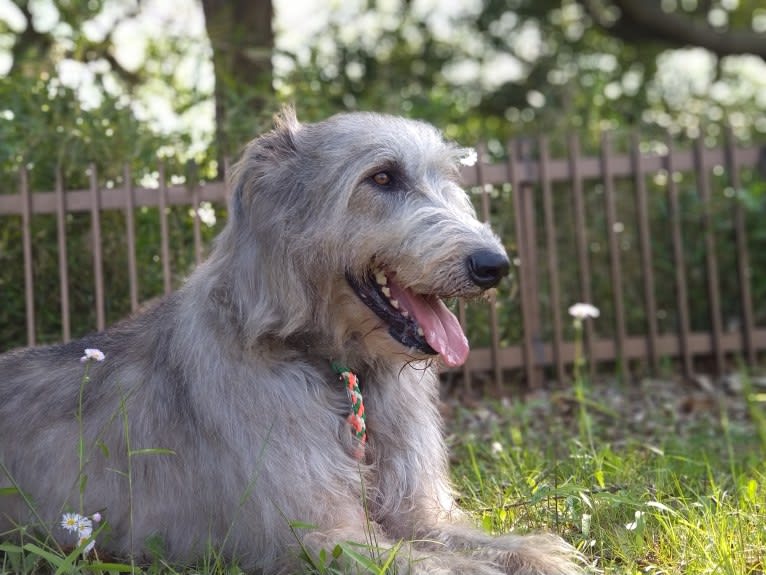 Mouton, an Irish Wolfhound tested with EmbarkVet.com