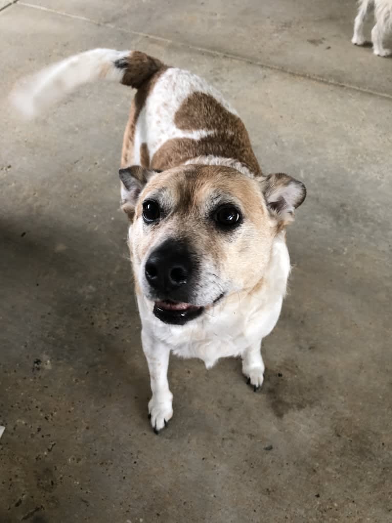 Sammy, an Australian Cattle Dog and Pug mix tested with EmbarkVet.com