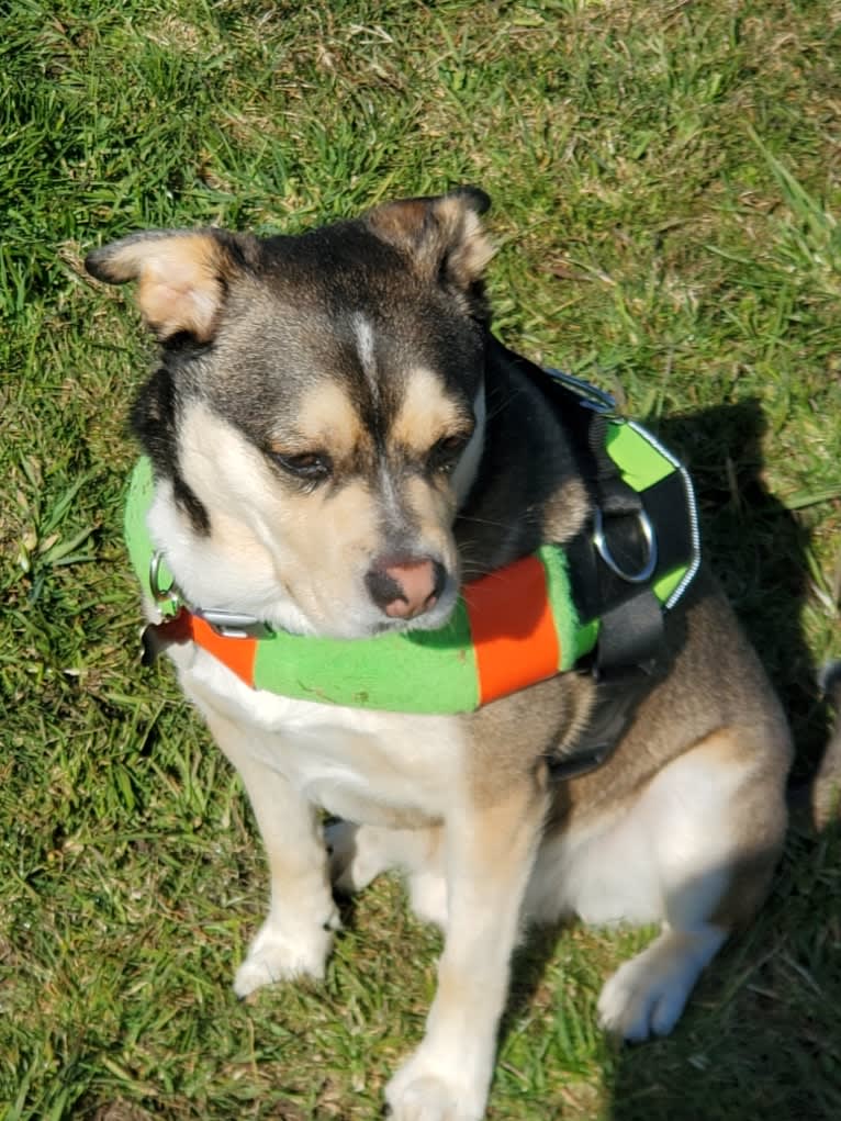 Leo, an Australian Cattle Dog and French Bulldog mix tested with EmbarkVet.com