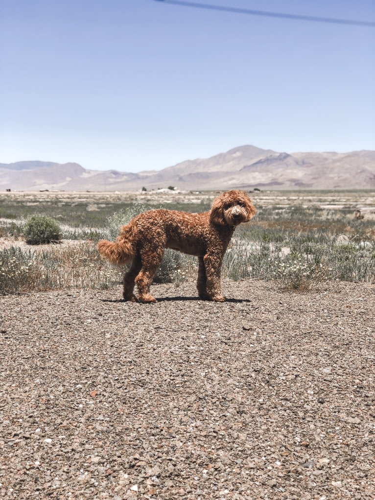 Brodie, a Goldendoodle tested with EmbarkVet.com