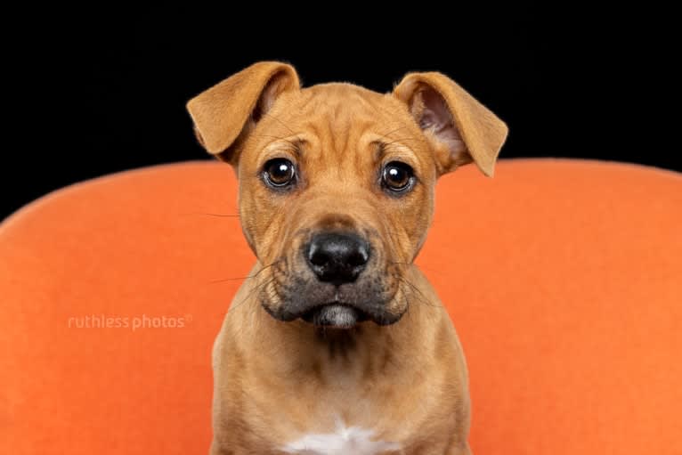 Ginger Ninja, a Staffordshire Bull Terrier and Boxer mix tested with EmbarkVet.com