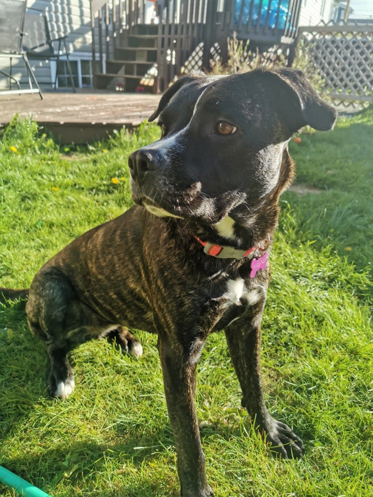 Abby, a German Shepherd Dog and Bulldog mix tested with EmbarkVet.com