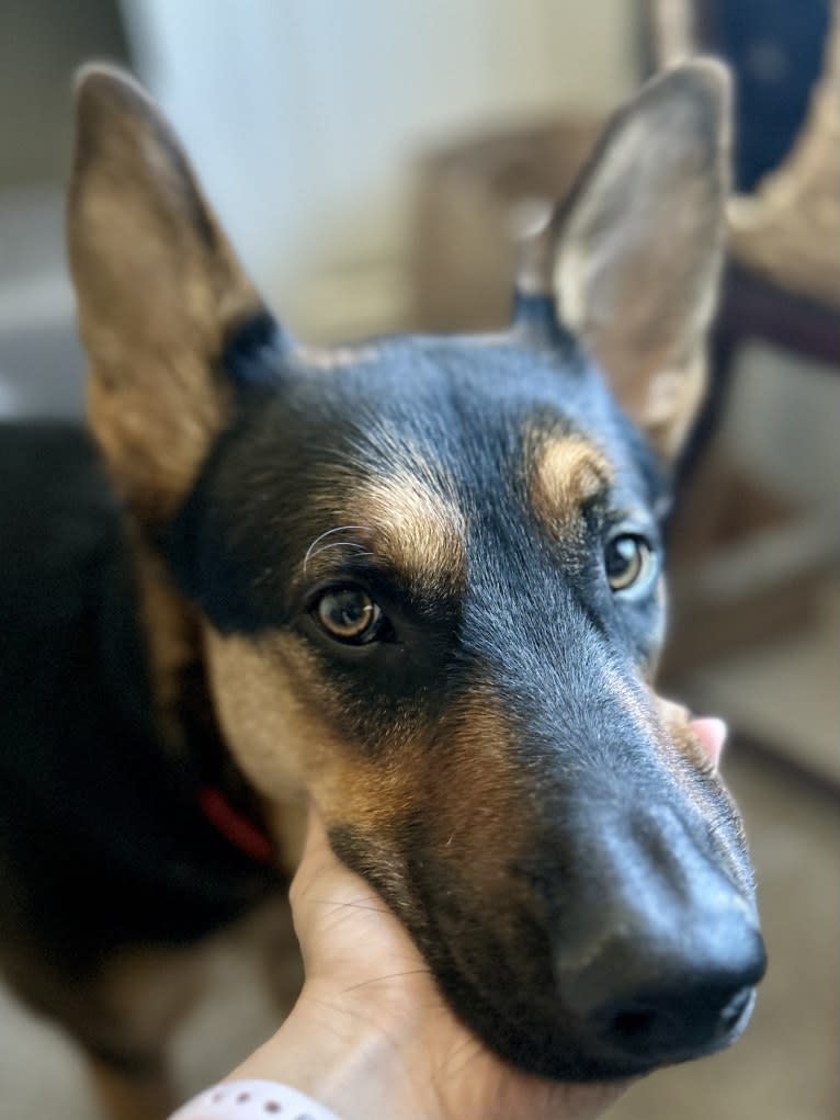 Rocky, a German Shepherd Dog and Australian Cattle Dog mix tested with EmbarkVet.com