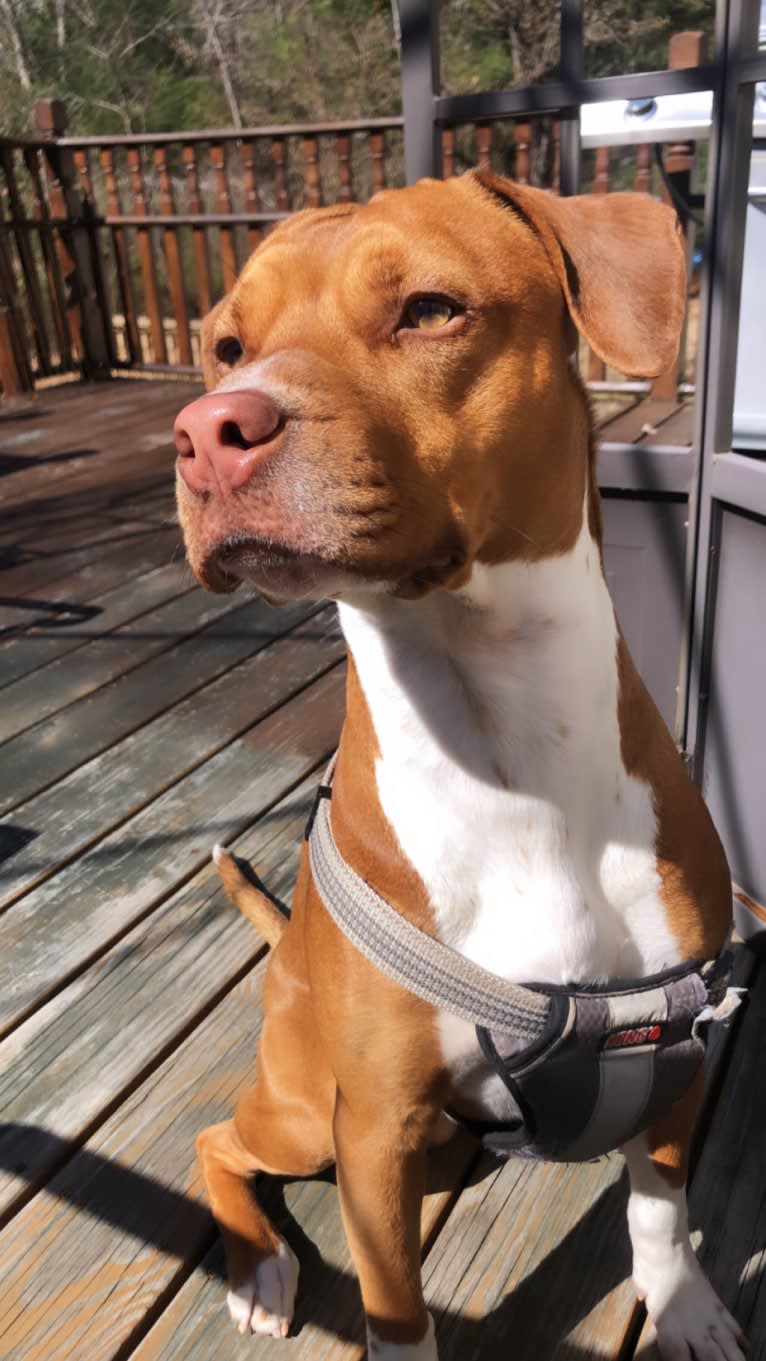 Photo of Ziggy, an American Pit Bull Terrier, Miniature Pinscher, and American Staffordshire Terrier mix in Florida, USA