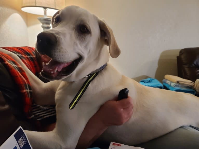 Riggs, a Great Pyrenees and Great Dane mix tested with EmbarkVet.com