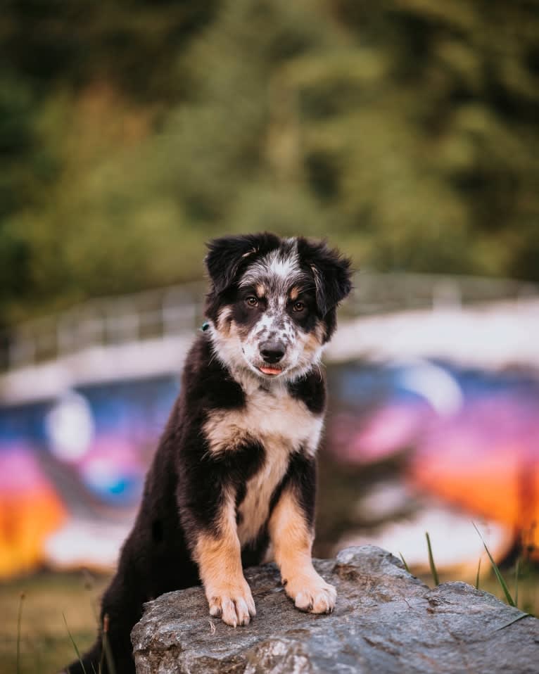 Marin, a Border Collie and Australian Cattle Dog mix tested with EmbarkVet.com