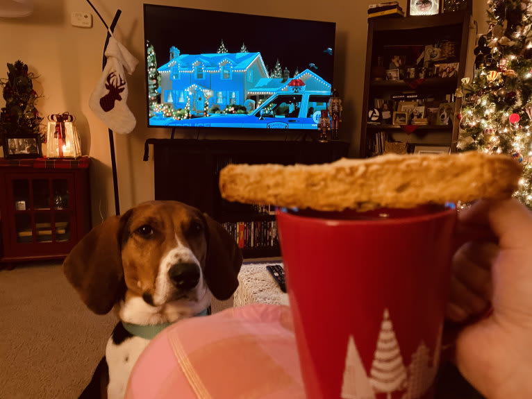 Roxy, a Treeing Walker Coonhound tested with EmbarkVet.com