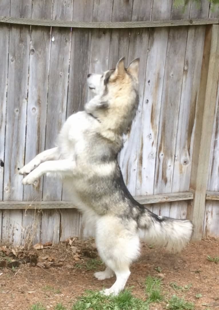 Beowulf, an Alaskan Malamute and Siberian Husky mix tested with EmbarkVet.com