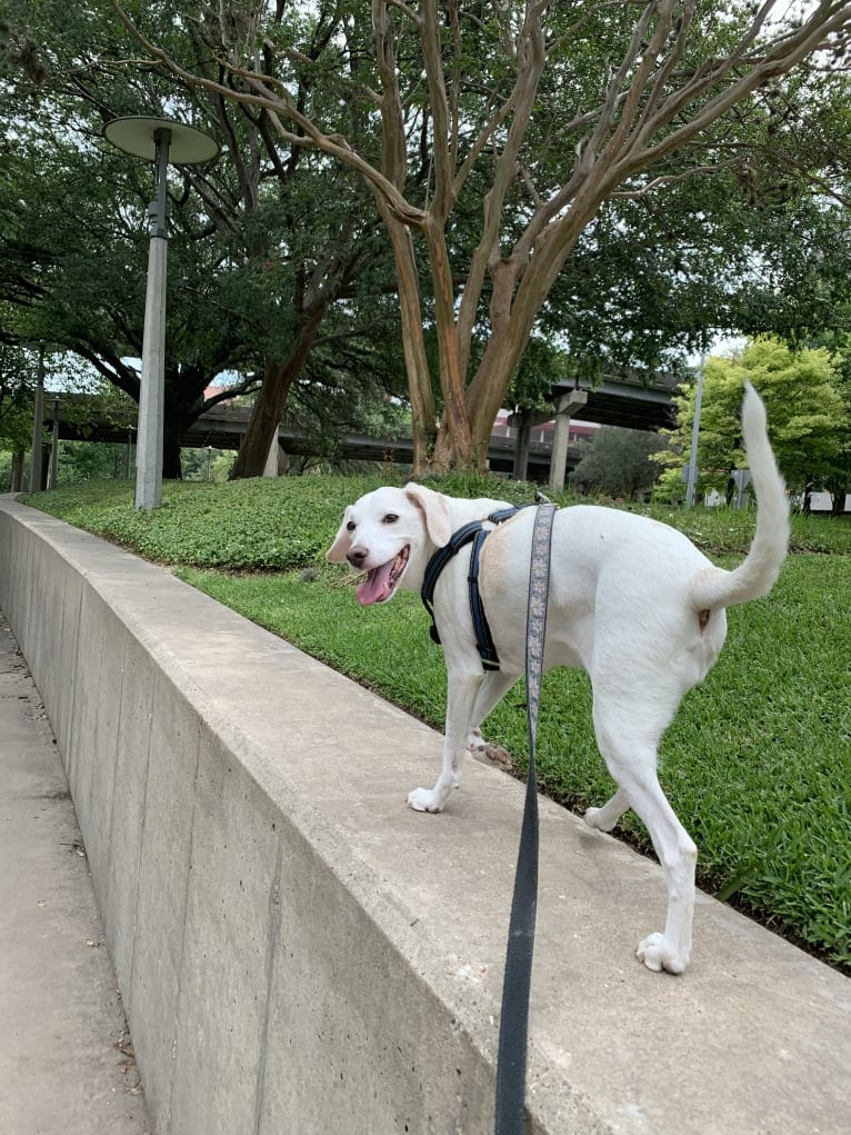 Eira, a Cocker Spaniel and Beagle mix tested with EmbarkVet.com