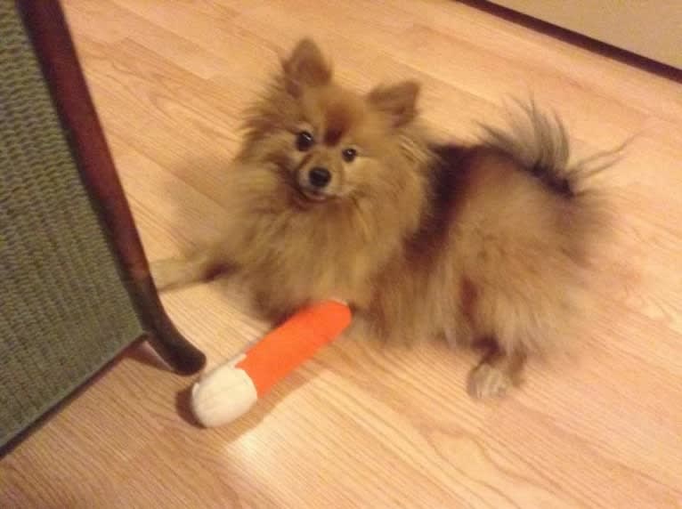 Zeke, a Pomeranian tested with EmbarkVet.com