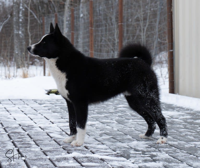 Pikki, a Karelian Bear Dog tested with EmbarkVet.com