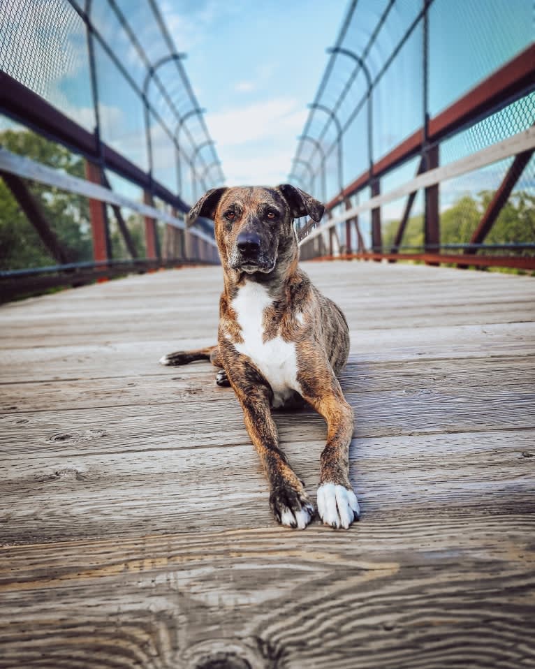 Wren, a Catahoula Leopard Dog and Rottweiler mix tested with EmbarkVet.com