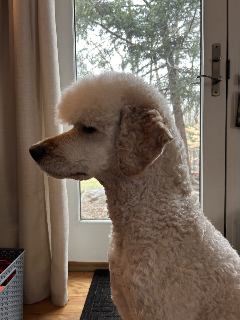 Sam, a Goldendoodle tested with EmbarkVet.com