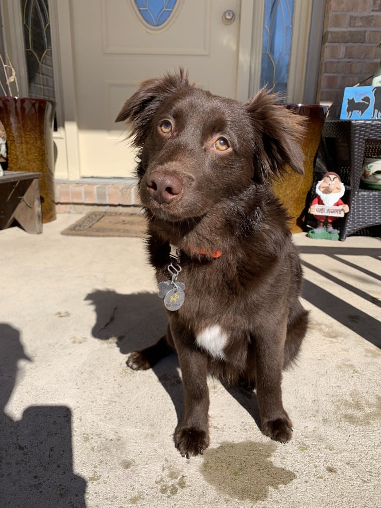 Snickers, an Australian Shepherd tested with EmbarkVet.com