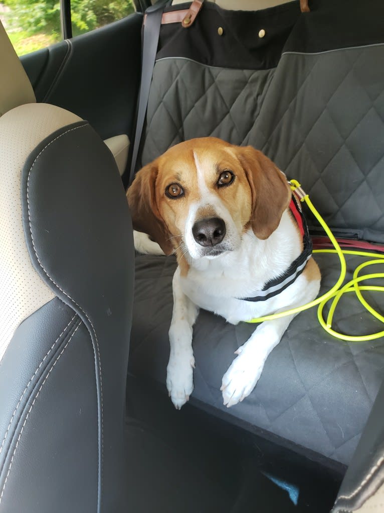 Mollie, a Treeing Walker Coonhound and Beagle mix tested with EmbarkVet.com