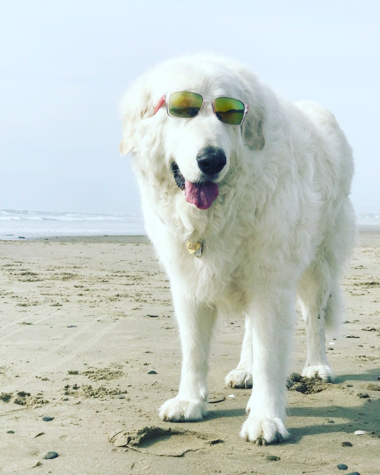 Remmy, a Maremma Sheepdog tested with EmbarkVet.com