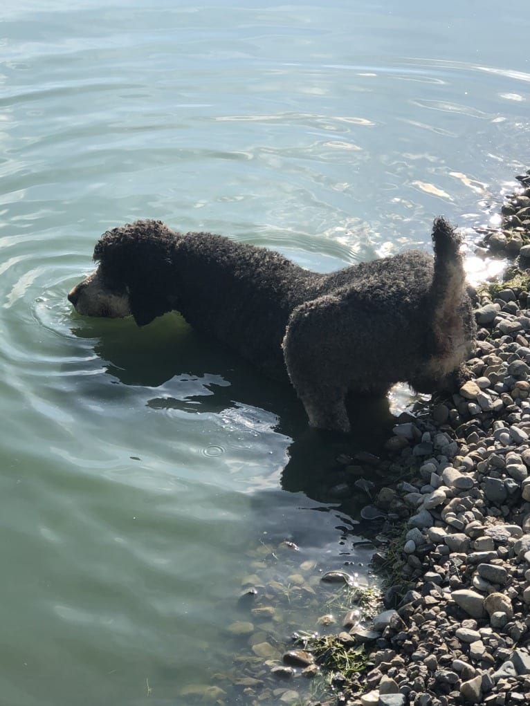 Hank, a Poodle (Standard) tested with EmbarkVet.com